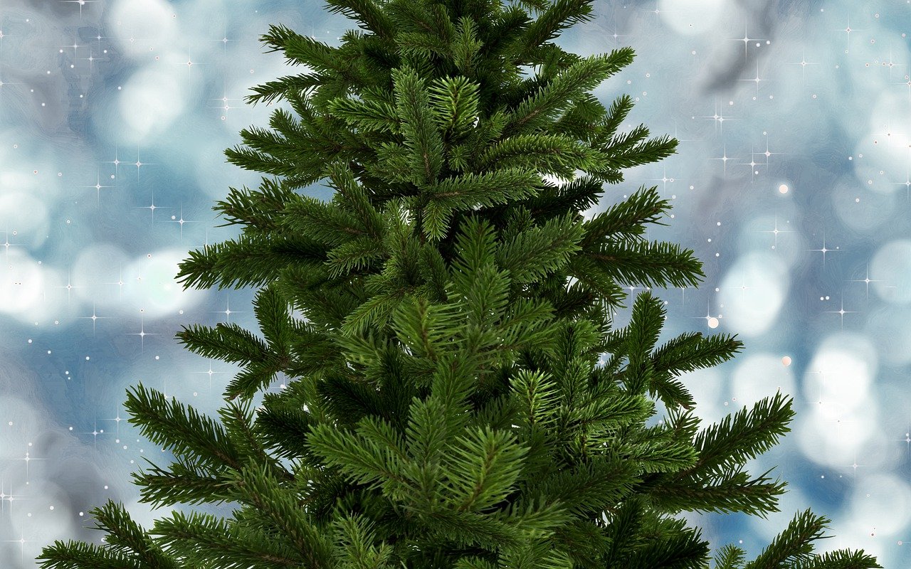 fir-tree-g93792fdd8_1280
