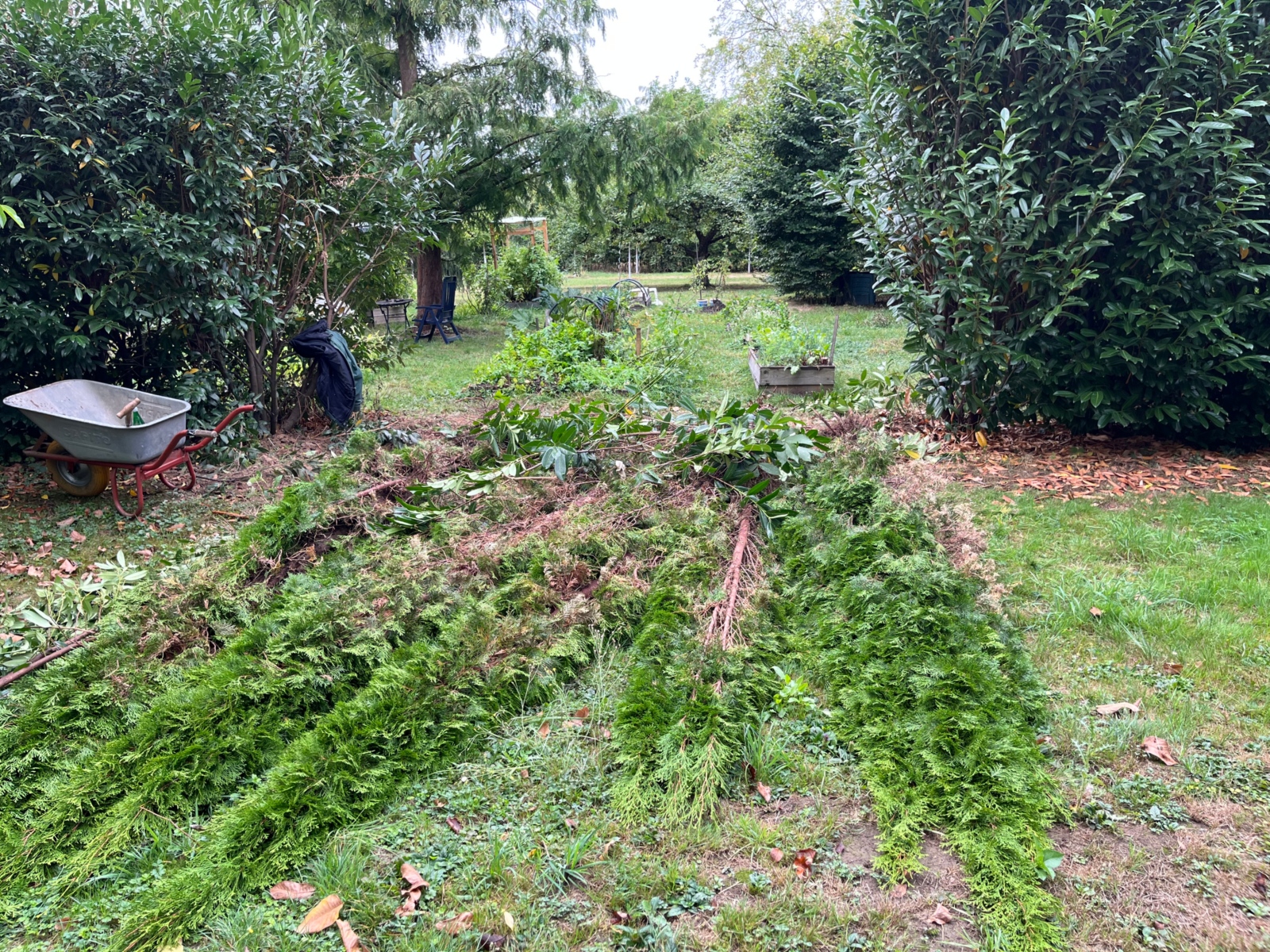 Entfernung von Thuja und Kirschlorbeer 1