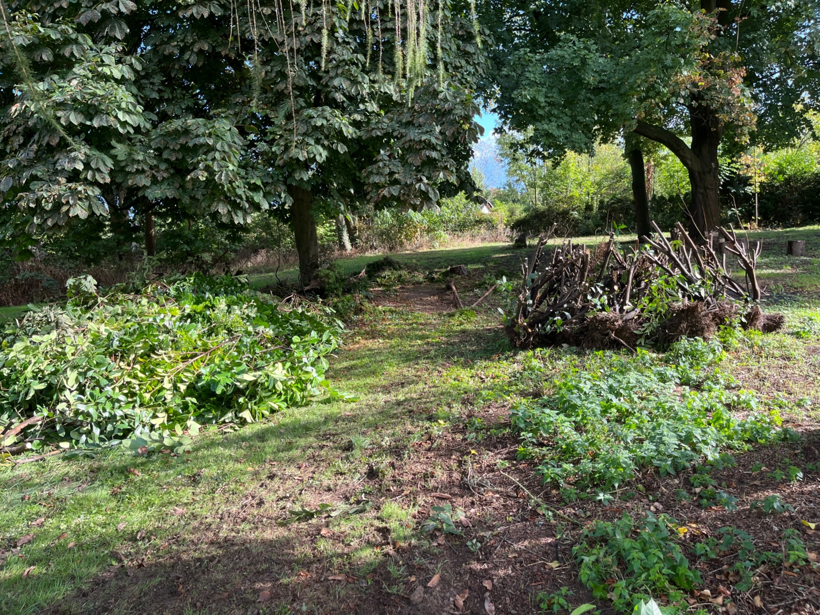 Entfernung von Thuja und Kirschlorbeer 2