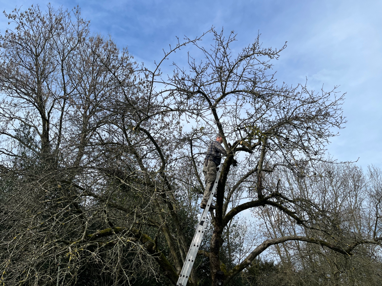 Obstbaumschnittkurs im Pfarrgarten