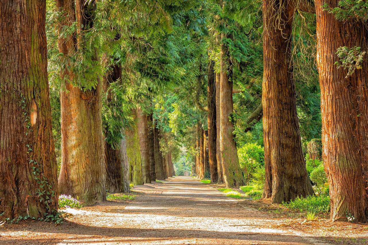 avenue-2215317_1280(1)