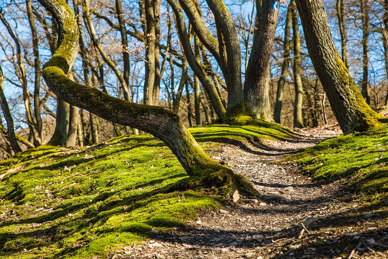forest-g21edf3aa5_1280